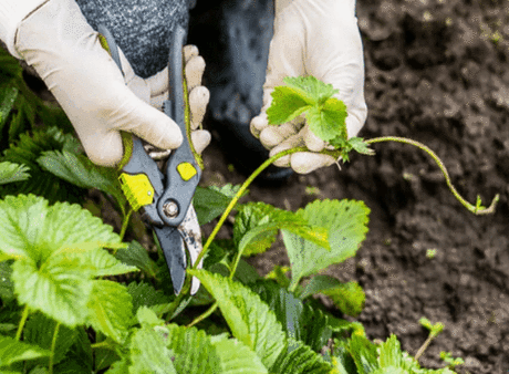 ОБРЕЗКА ЛИСТЬЕВ УСОВ КЛУБНИКИ: КОГДА, КАК И ЗАЧЕМ?