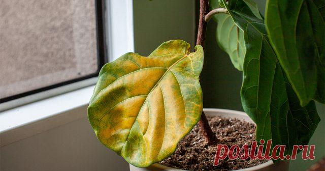 Почему желтеют листья у комнатных растений &mdash; Ботаничка.ru