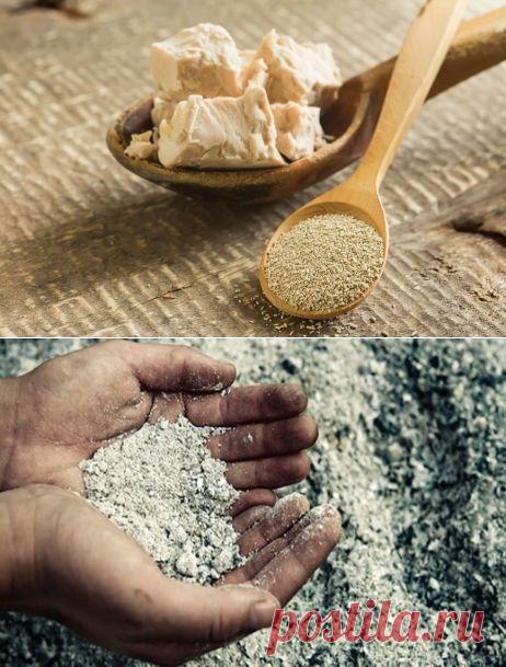 Подкормка помидоров без использования химических средств — 6 соток