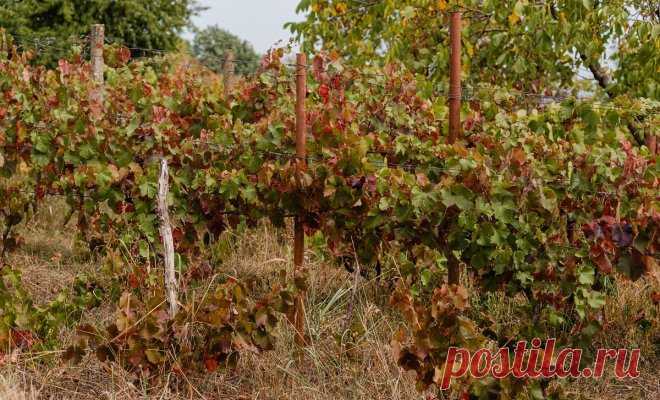 Советы эксперта: обрезка, обработка и укрытие винограда на зиму в средней полосе | Личный опыт (Огород.ru)