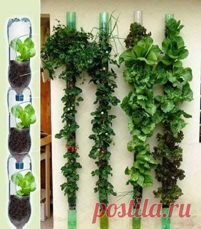 Идеи для вертикального озеленения дачи...