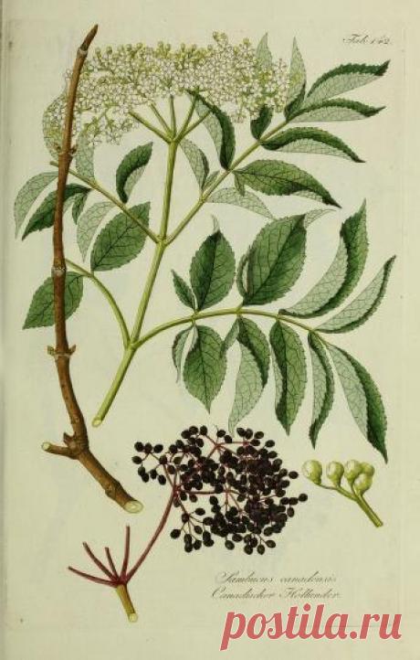 Österreichs allgemeine baumzucht, : oder Abbildungen in- und ausländischer Bäume und Sträuche, deren Anpflanzung in Österreich möglich und nützlich ist : Schmidt, Franz, 1751-1835 : Free Download, Borrow, and Streaming : Internet Archive