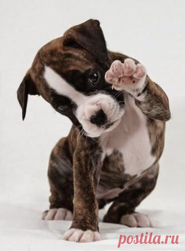 Cute Puppies and Kittens: Top 5 Family Friendly Dog Breeds