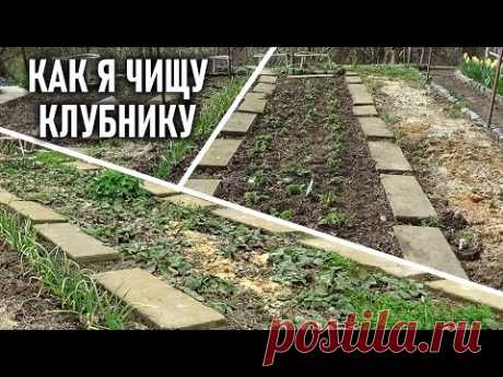 Мой способ чистки кустов клубники весной эффективно снижает заболевание пятнистостями и серой гнилью