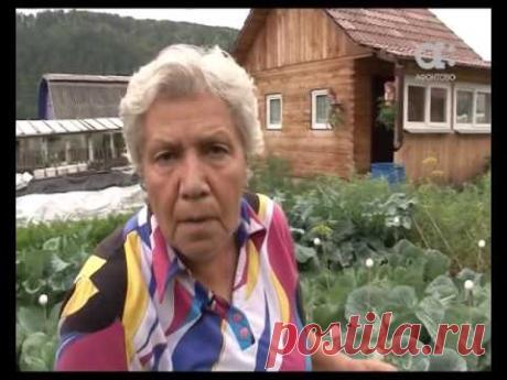 Голова садовая.Когда нужно сажать цинии (майоры)