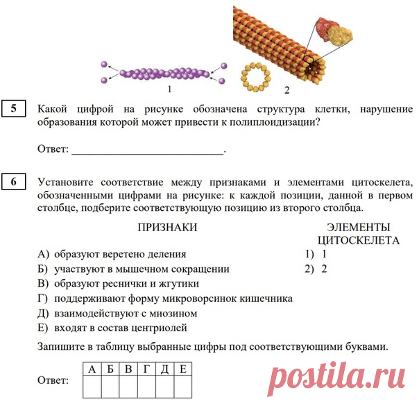 Привет! Давайте порешаем номера из вчерашнего варианта Статград. Какие структуры обозначены под цифрами 1 и 2? Ответы пишите через 10 точек.