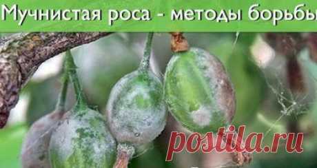 КАК ИЗБАВИТЬСЯ ОТ МУЧНИСТОЙ РОСЫ