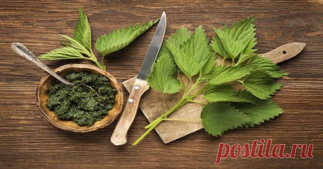 Крапива: свойства, действие, противопоказания, чай