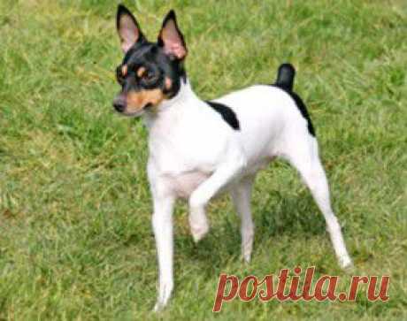 Той-фокстерьер порода маленьких собак.