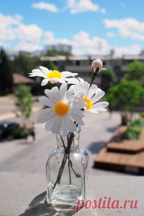 Ромашки