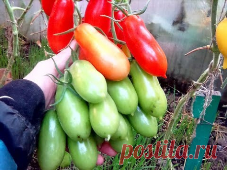 Суперурожайный сорт, нескончаемые кисти, вяжет бесконечно. «Фляшен»