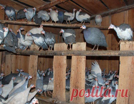 Птицеводство