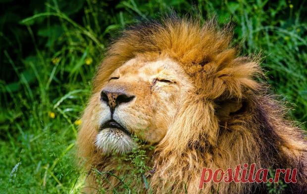 Лев вместо котенка: дружелюбное домашнее животное пакистанца