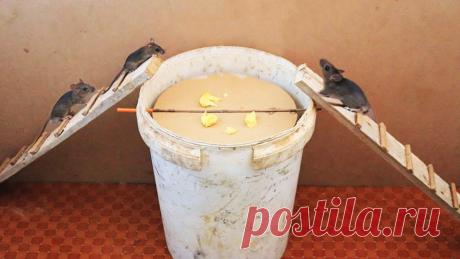 Как сделать ловушку для мышей из пластикового ведра Мышка или крыса в частном доме – очень неприятное событие. Особенно для тех, кто любит животных и не готов их убивать. Современные способы помогут избавиться от грызуна легко, с помощью мышеловок и отравляющих средств. Но как быть, если не готов брать на себя ответственность даже за самую маленькую