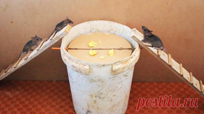 Как сделать ловушку для мышей из пластикового ведра Мышка или крыса в частном доме – очень неприятное событие. Особенно для тех, кто любит животных и не готов их убивать. Современные способы помогут избавиться от грызуна легко, с помощью мышеловок и отравляющих средств. Но как быть, если не готов брать на себя ответственность даже за самую маленькую