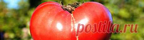 EcoTomato Коллекционные редкие, экзотические и старые надежные сорта томата.