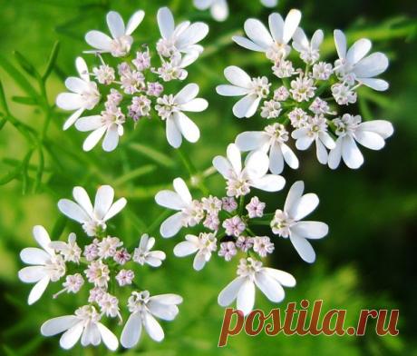 Сад с пряностями или Как вырастить душистые травы .