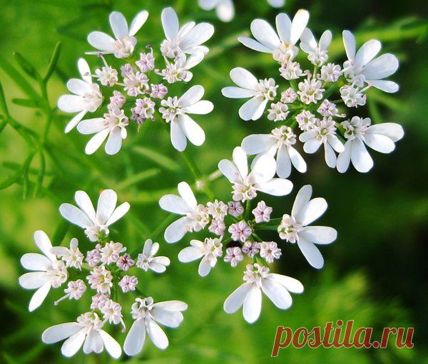 Сад с пряностями или Как вырастить душистые травы .