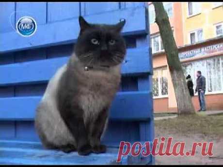 ▶ кошачья верность - YouTube