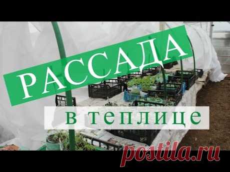 Рассада в теплице. Правильный переезд без потерь.