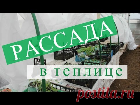 Рассада в теплице. Правильный переезд без потерь.
