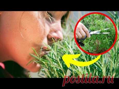 САМАЯ МОЩНАЯ Трава Для МОЗГА, СЕРДЦА, СОСУДОВ, НАДПОЧЕЧНИКОВ, СУСТАВОВ, КОЖИ, ВОЛОС и Не ТОЛЬКО..!