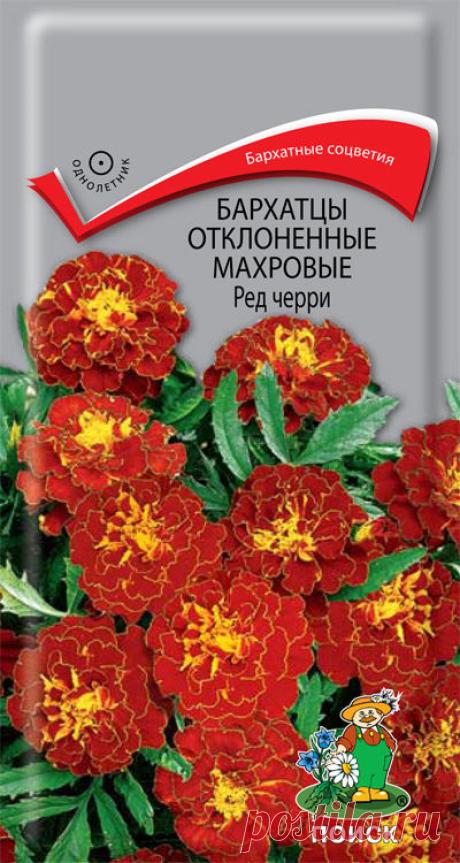 Семена "Бархатцы (Тагетес) отклоненные махровые. Ред черри", (вес: 0,3 г) | Купить с доставкой | My-shop.ru