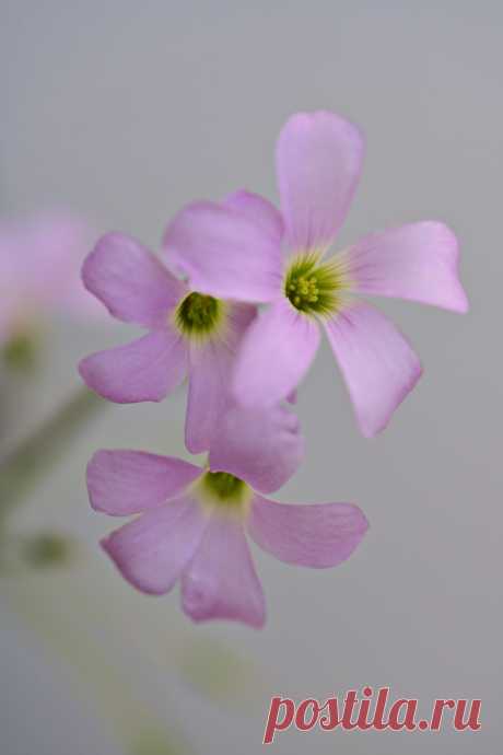 All sizes | False Shamrock | Flickr - Photo Sharing!