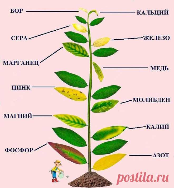 Разноцветные листья 
   
Если вы заметили на своих растениях изменение цвета листьев – подойдите к решению вопроса серьезно – скорее всего так проявляется недостаток микроэлементов. 
   
Проявление недостатка элемента на растении:
   
Азот и Сера
Лист бледно-зеленый, рано желтеет и опадает. Постоянный дефицит серы даёт коричневые повреждения или некротические пятна вдоль черешка, а листья становятся более прямостоячие, часто скрученные и ломкие.
   
Марганец
Листья желтеют...