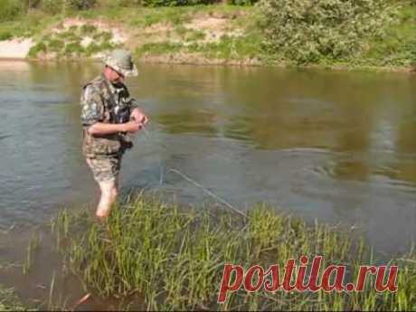 Охота на сома в Рыбкино