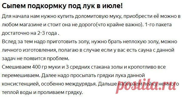 Соседка рассказала, что сыпет под лук в июле, после чего он вырастает размером с картошку | Блог Васильевых | Яндекс Дзен