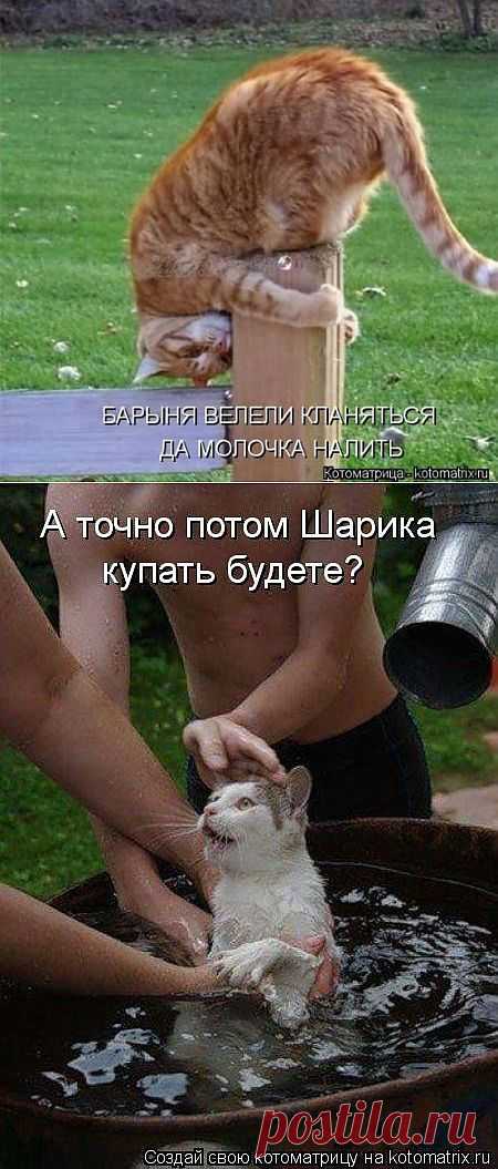 (+1) - Свежий сборник котоматриц | Четвероногий юмор