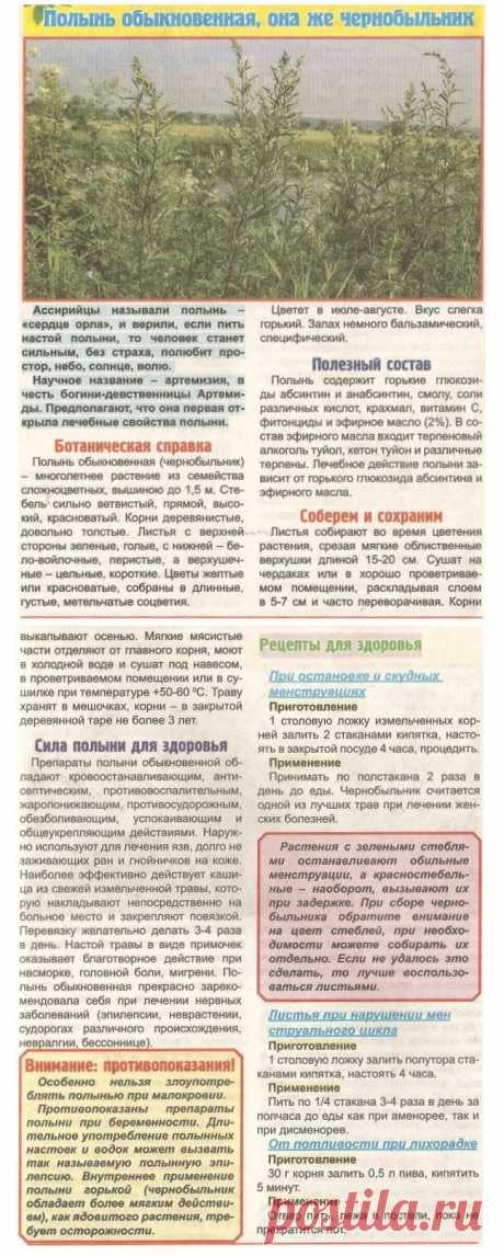 Полынь обыкновенная (чернобыльник)