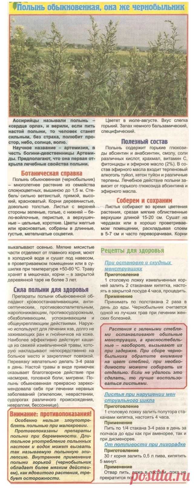 Полынь обыкновенная (чернобыльник)