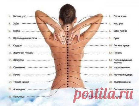 карта вашего тела на позвоночном столбе