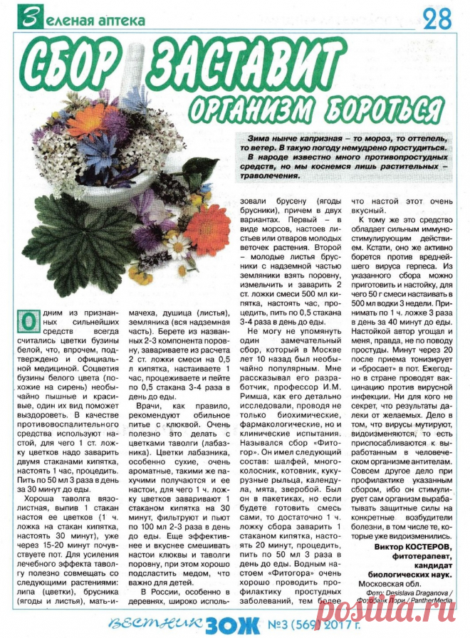 Траволечение при простуде