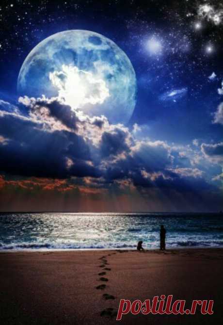 the wolf within : Photo