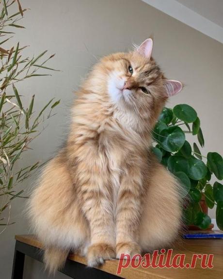 Любимый котик - это я!