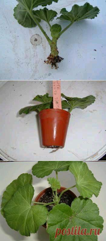Выращивание зональных пеларгоний (гераней) | Герань (Pelargonium)