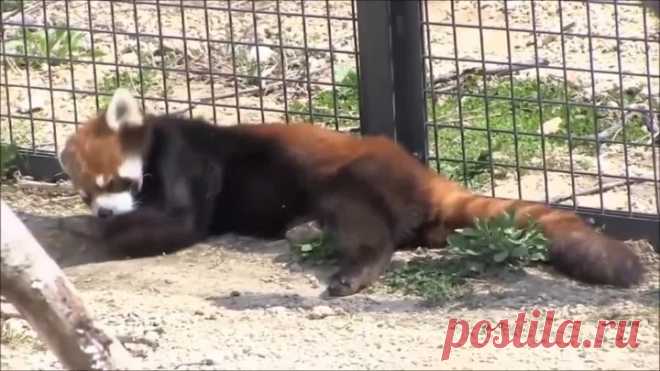 Смешные и милые красные панды!