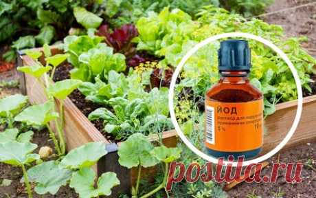 Йод в огороде