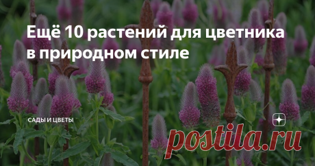 Ещё 10 растений для цветника в природном стиле Эту десятку я лично проверил в своем подмосковном саду. Все эти растения могут похвастаться длительной декоративностью, надежностью, зимостойкостью и природным обликом, вписывающимся в современный луговой цветник. 1. Астра вересковая Snow Flurry Необычная почвопокровная астра со стелющимися побегами растет в ширину, а не в высоту. Зацветает в конце сентября - октябре мелкими белыми цветочками - ими усыпано всё растение. Не стр...