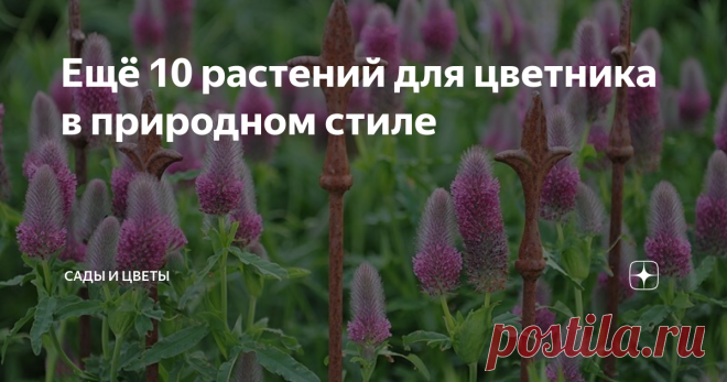 Ещё 10 растений для цветника в природном стиле Эту десятку я лично проверил в своем подмосковном саду. Все эти растения могут похвастаться длительной декоративностью, надежностью, зимостойкостью и природным обликом, вписывающимся в современный луговой цветник. 1. Астра вересковая Snow Flurry Необычная почвопокровная астра со стелющимися побегами растет в ширину, а не в высоту. Зацветает в конце сентября - октябре мелкими белыми цветочками - ими усыпано всё растение. Не стр...
