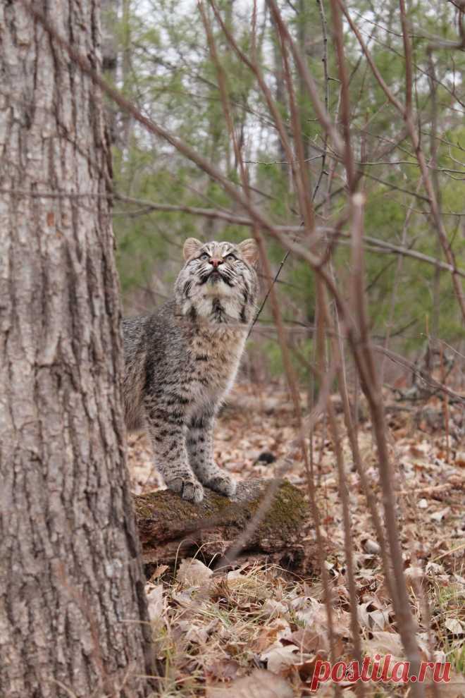 Looking for squirrels | Young bobcat Taken at Minnesota Wild… | Flickr