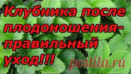 УХОД ЗА КЛУБНИКОЙ ПОСЛЕ ПЛОДОНОШЕНИЯ ОТ "А" до "Я"!