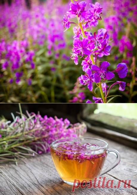 Кипрей узколистный (Chamerion angustifolium L.)