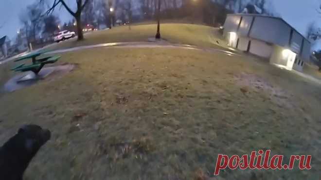 Собаки упали в ледяной пруд и помогли друг другу спастись