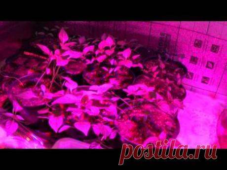 Только правда: нужны ли фитолампы для рассады?