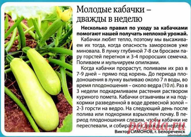 МОЛОДЫЕ КАБАЧКИ — дважды в НЕДЕЛЮ!