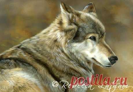 Защита – Timberwolf в миниатюре | Картины дикой природы и природы Ребекки Лэтэм